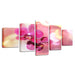 Pink Moth Orchid Flower 5 Piece HD Multi Panel Canvas Wall Art Frame - Original Frame